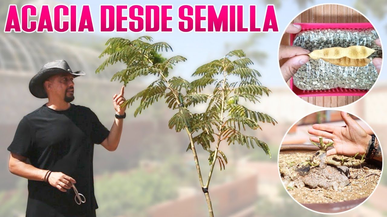 Cómo hacer Bonsai de Acacia DESDE SEMILLA