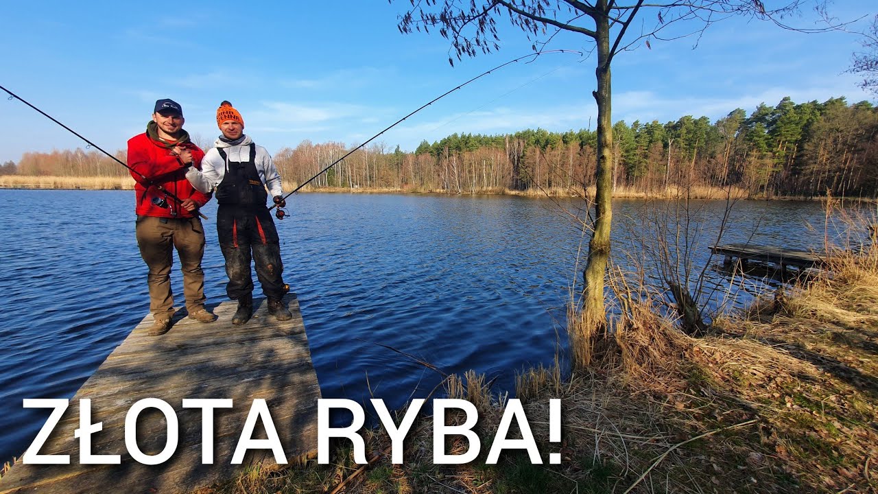 288 ZŁOTA RYBA I KAPITALNY KLASYCZNY FEEDER 🌳