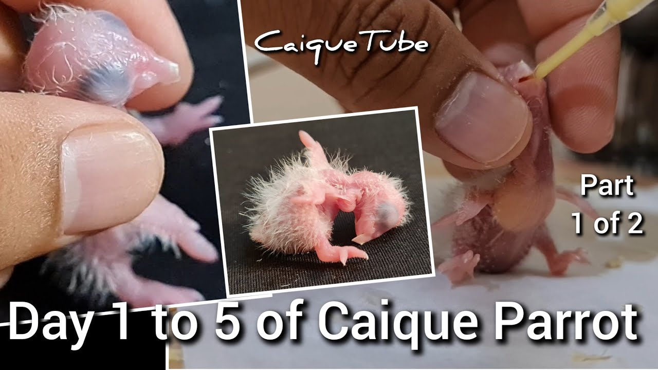 Day 1 to 5 Caique Parrot Chick Feeding (Part 1 of 2) || 4K Video