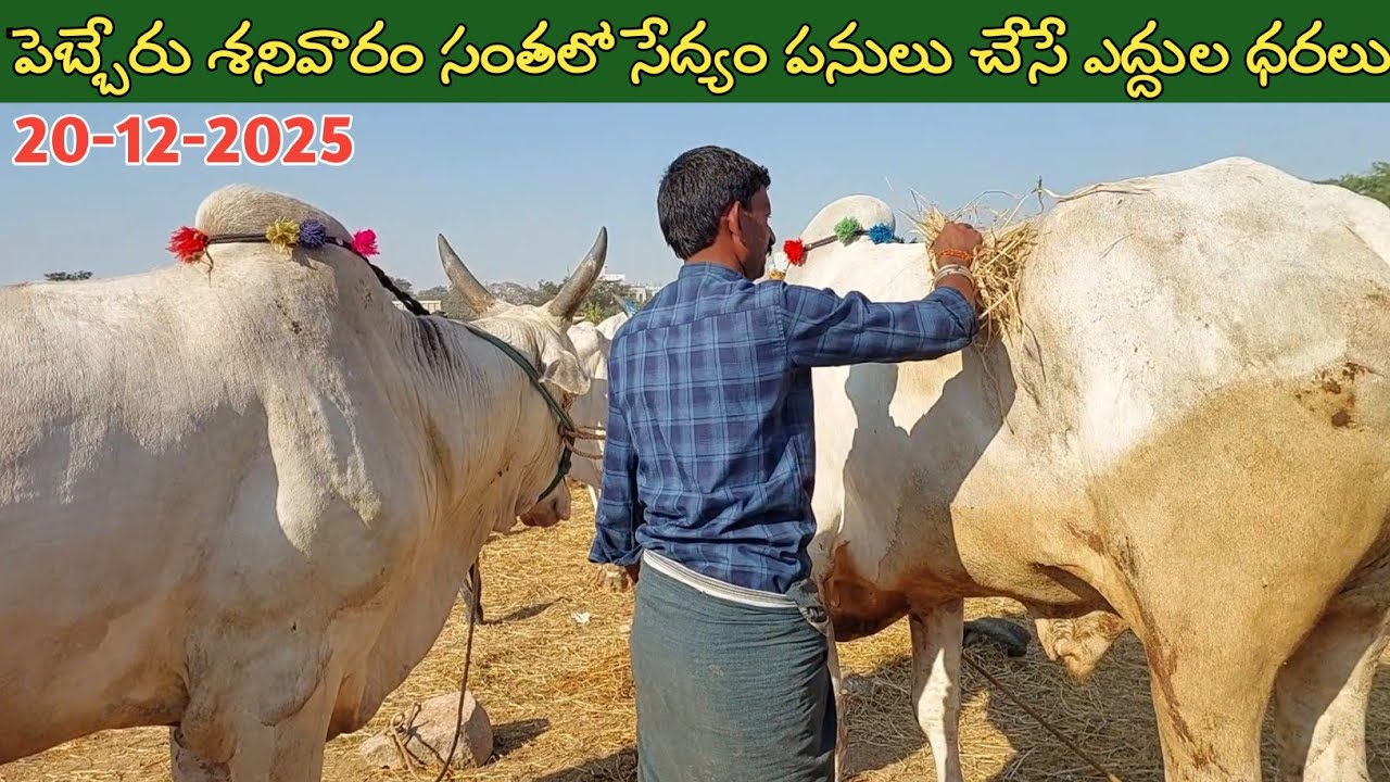 పెబ్బేరు శనివారం ఎద్దుల సంత | Pebbair Saturday Bulls market | Oxen prices | 20-12-2025 @purnafarms 