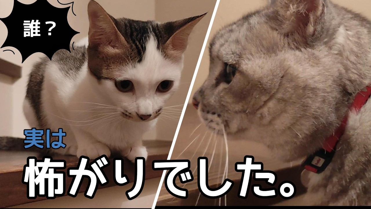 「きぃちゃんが借りてきた猫になった日」♯保護猫♯子猫♯高齢猫♯猫のいるくらし