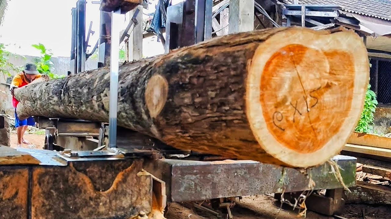 Sawing long beautiful teak logs