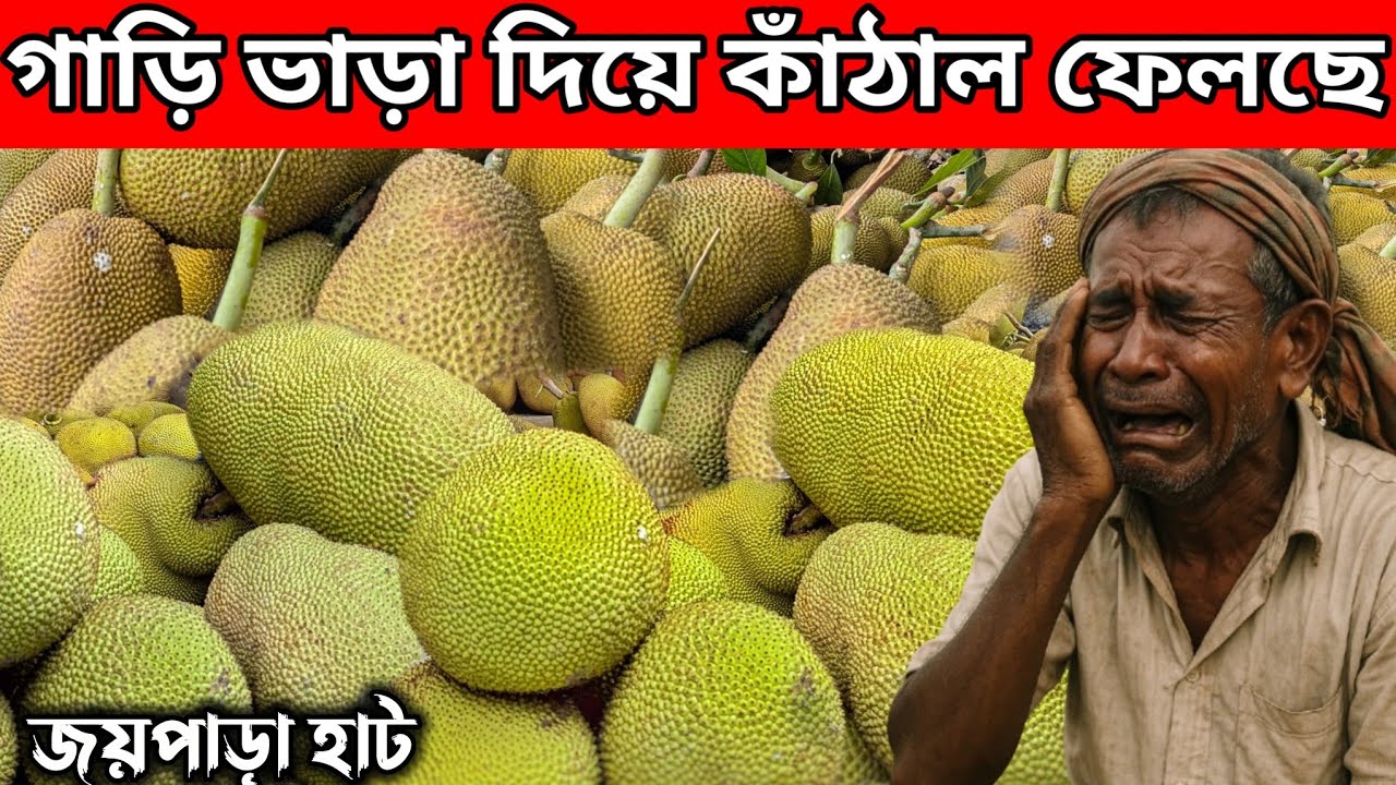 কাঁঠালের দাম নেই! উল্টো গাড়ি ভাড়া করেই ফেলতে হচ্ছে কাঁঠাল | জয়পাড়া, নটাখোলা হাট।