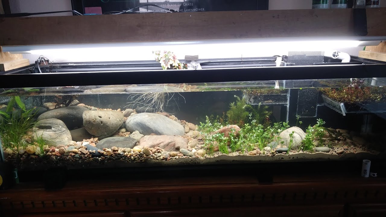 33 gallon long rebuild: day 1 up and running