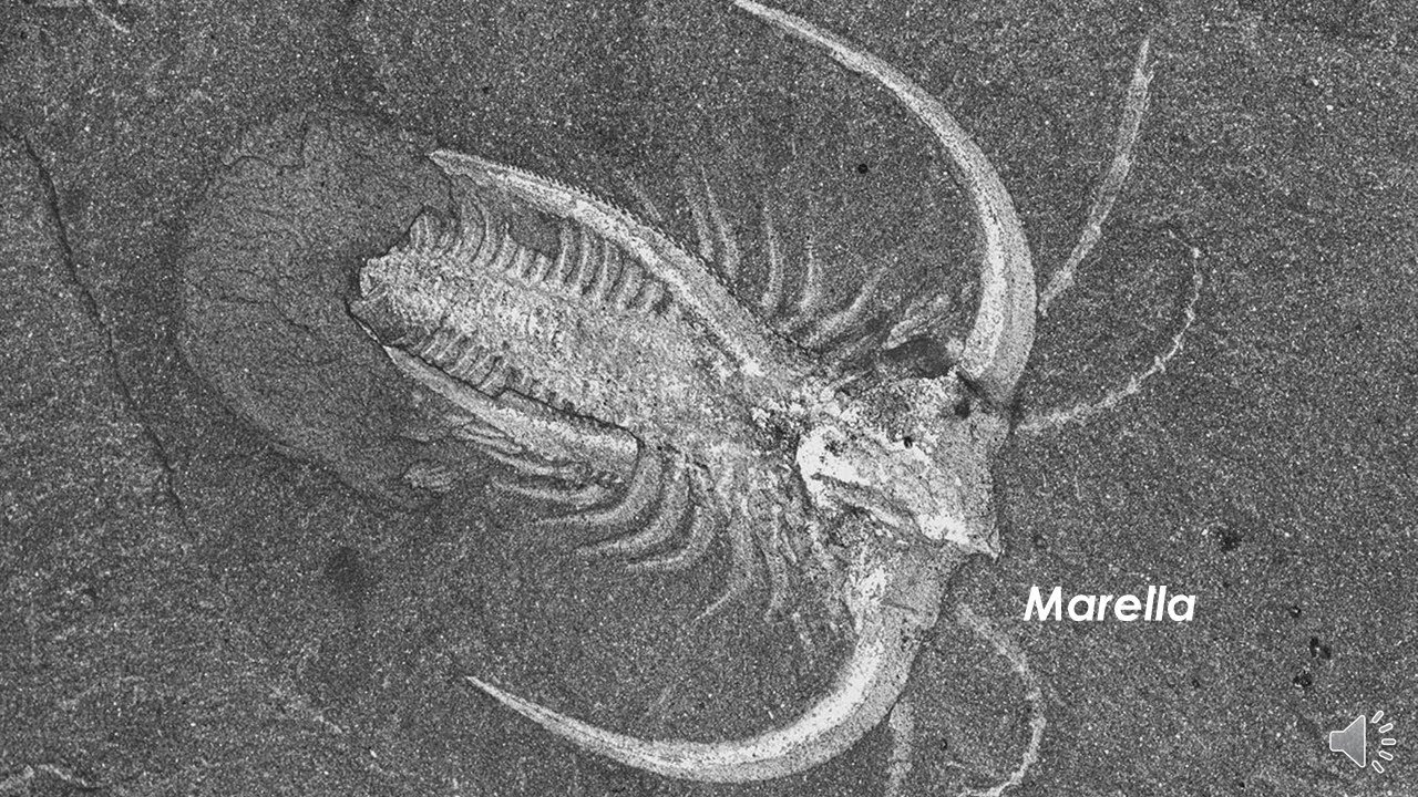 Burgess Shale