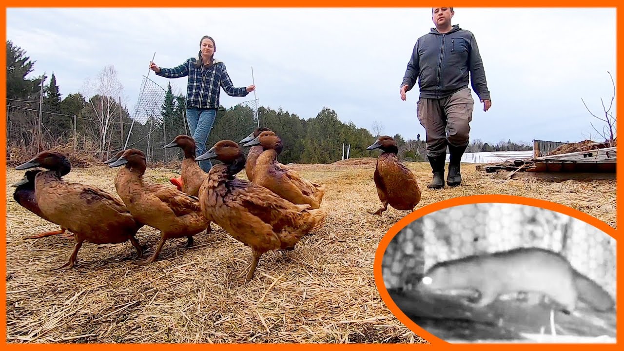 Duck Farm's War with a Weasel