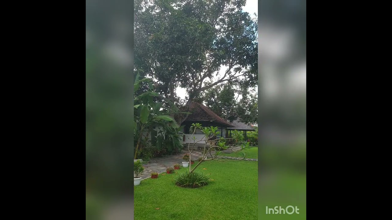 My back yard garden