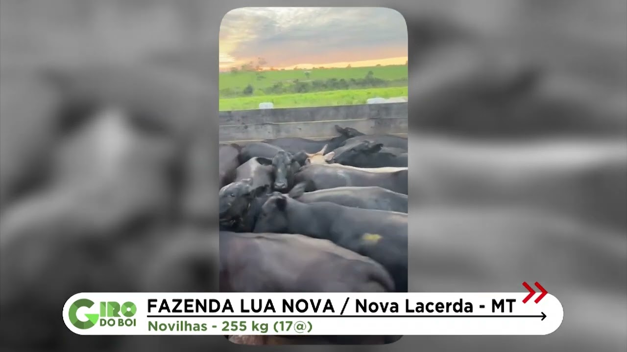 NOVILHAS PRECOCES CHEGAM A 17 ARROBAS EM NOVA LACERDA (MT); VEJA DETALHES