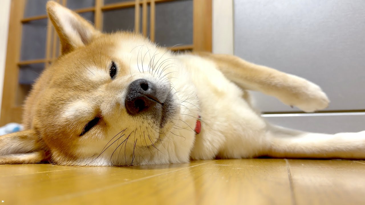 柴犬ジョンちゃんの日常