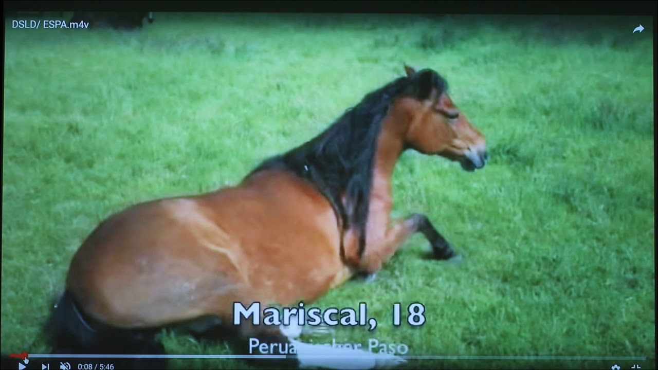 Equine DSLD (2018)