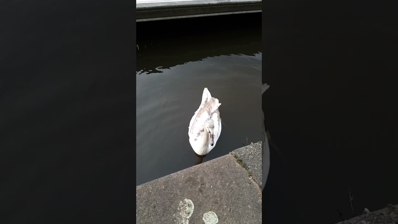 Leeds Dock Swan
