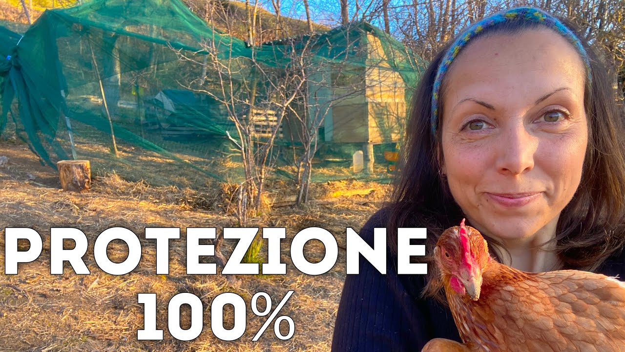 I RAPACI hanno UCCISO un'altra gallina 🐓😭