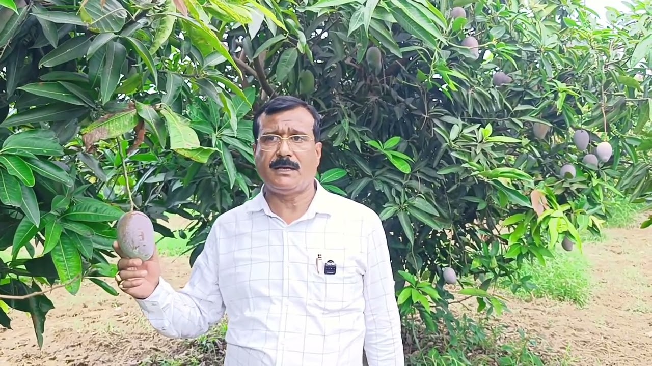 #CISH_Ambika_Mango                            #অম্বিকা_আম🥭 