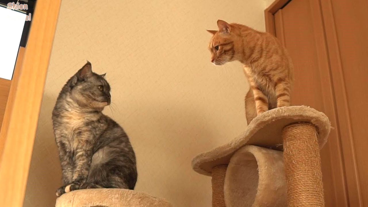 子猫と一緒に遊んでもいいか母猫に許可を取る先住猫