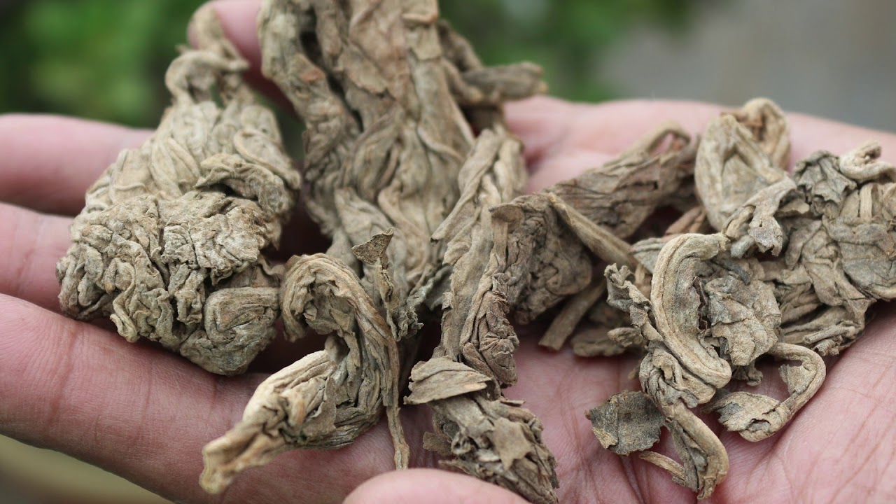 BONSAI - ORGANIC & INORGANIC PESTICIDES