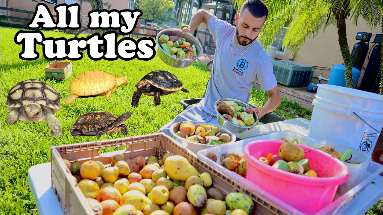 *FULL TOUR* FEEDING For ALL MY TURTLES & TORTOISES!