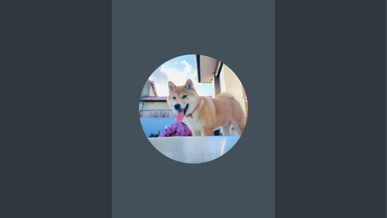柴犬おいも君 がライブ配信中！