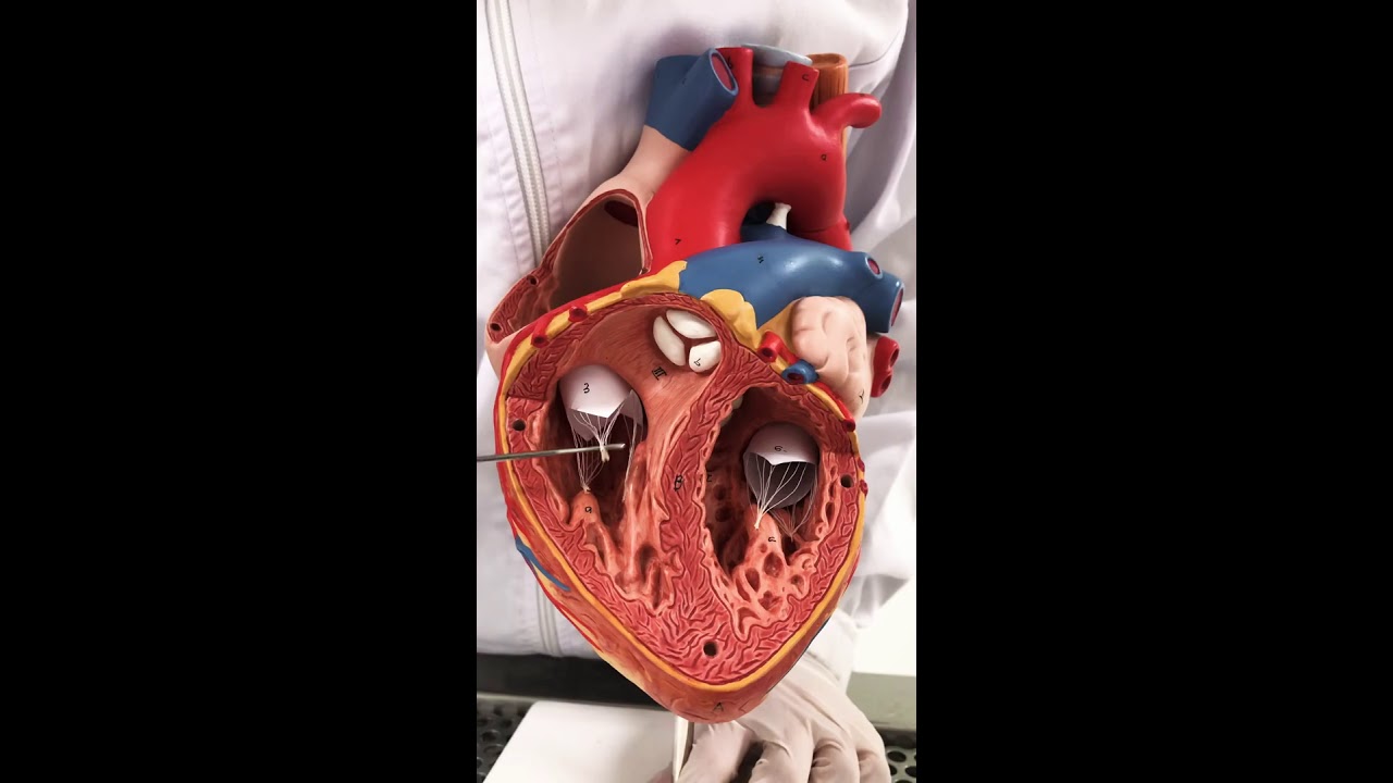 Estructuras internas del coraz&oacute;n.