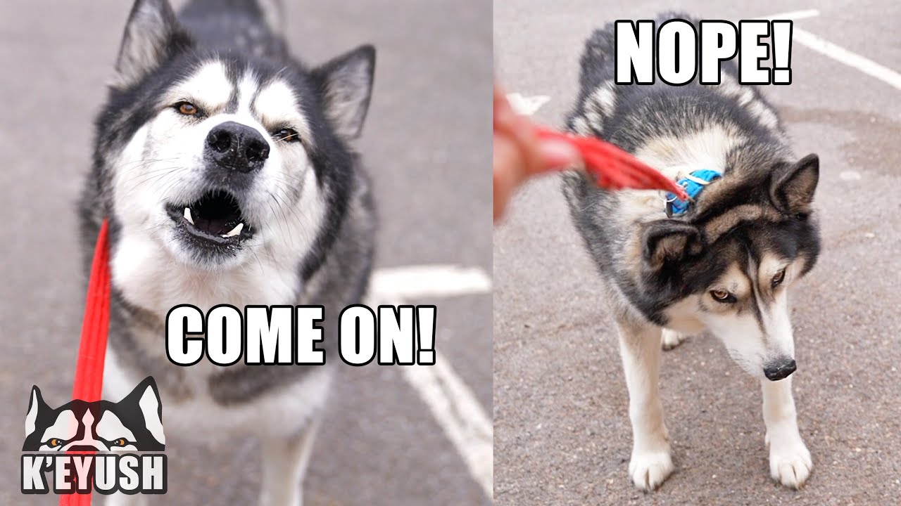 Husky TALKS To His Therapist Then REGRETS it!