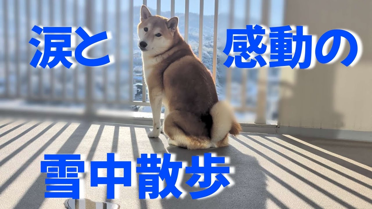 【悲劇】楽しい雪中散歩のはずだったのに…