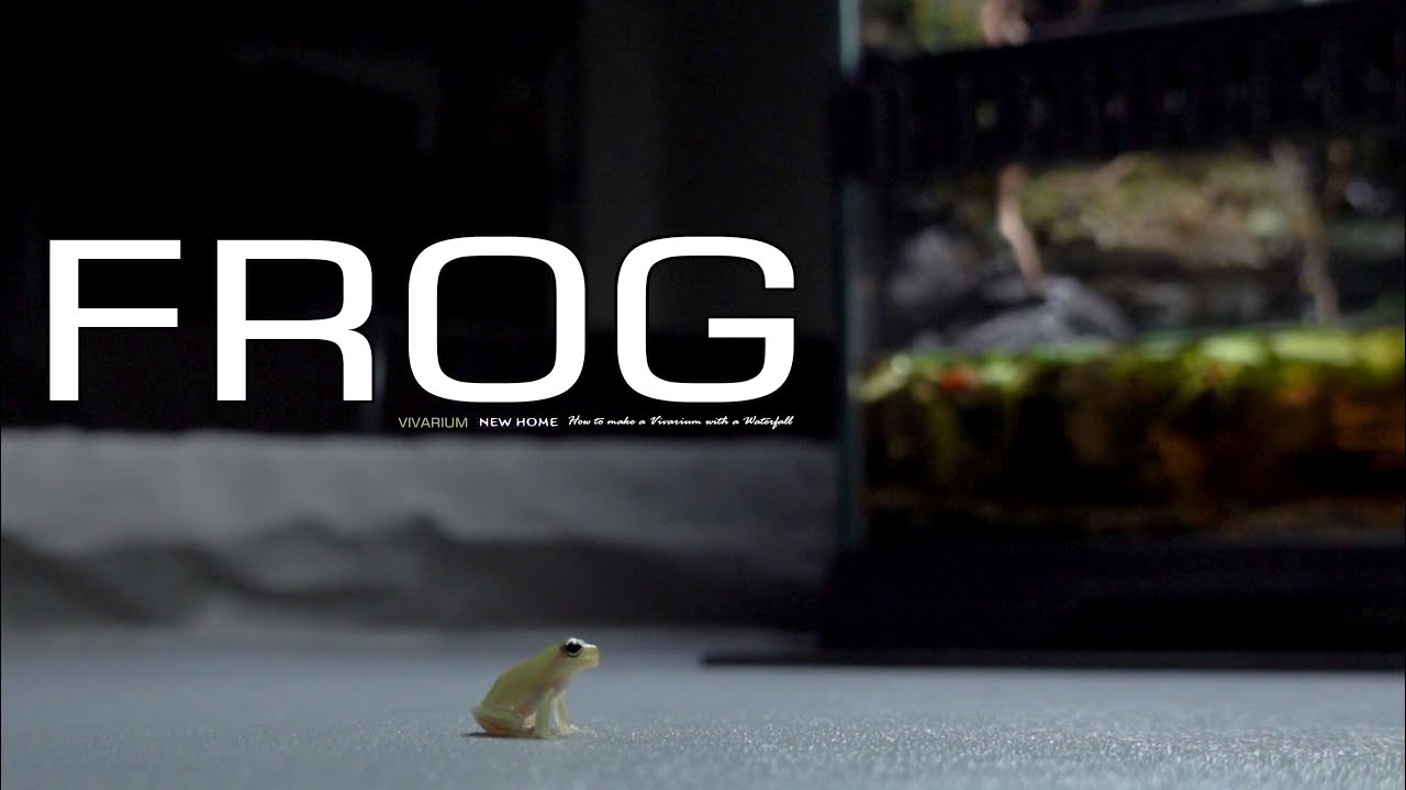 9months TINY FROG'S Vivarium｜ビバリウム｜Aquaterrarium｜Aquarium