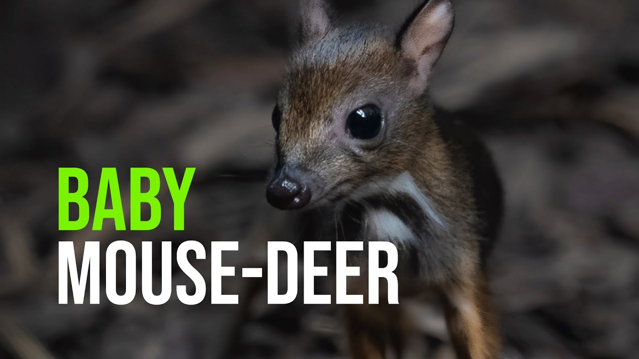 Baby Mouse-deer!