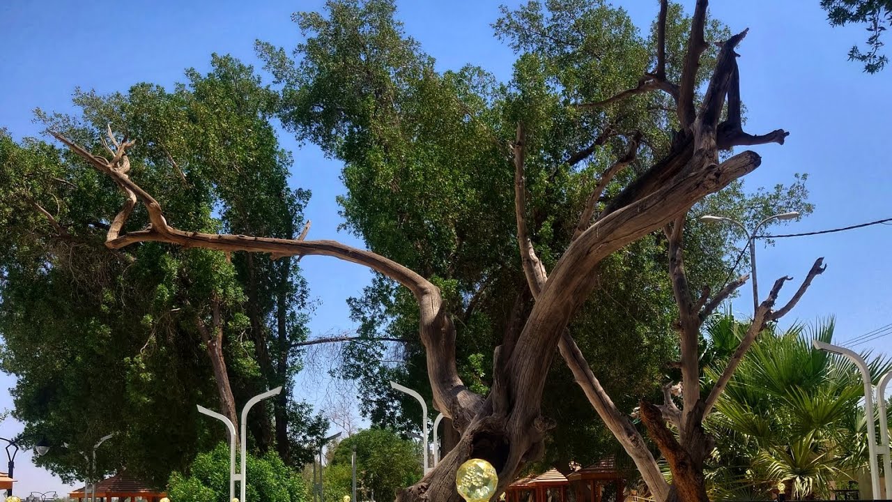 The Tree of Knowledge (Adam's Tree) #Iraq #🌳