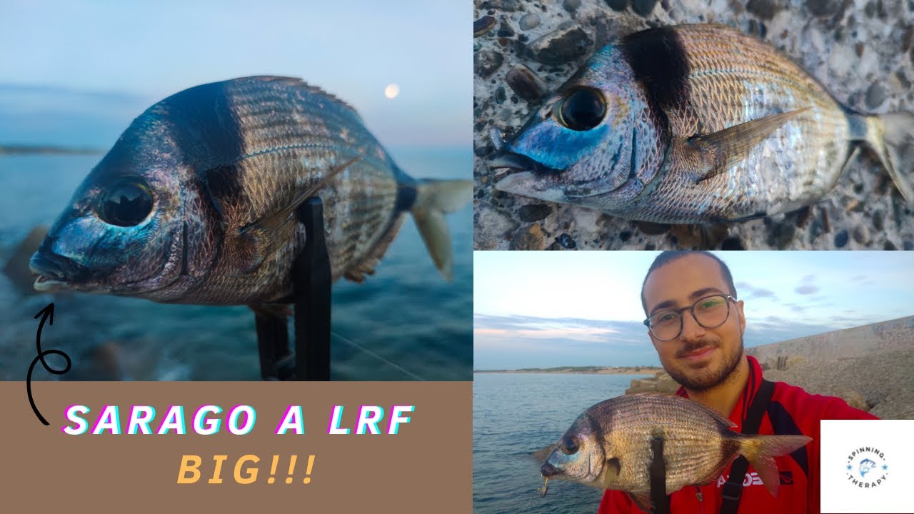 Sarago a light rock fishing! Adrenalina allo stato puro. #spinningtherapy
