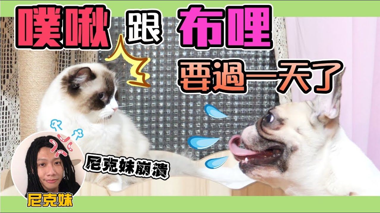 一豬小公主｜噗啾跟布哩要過一天了！