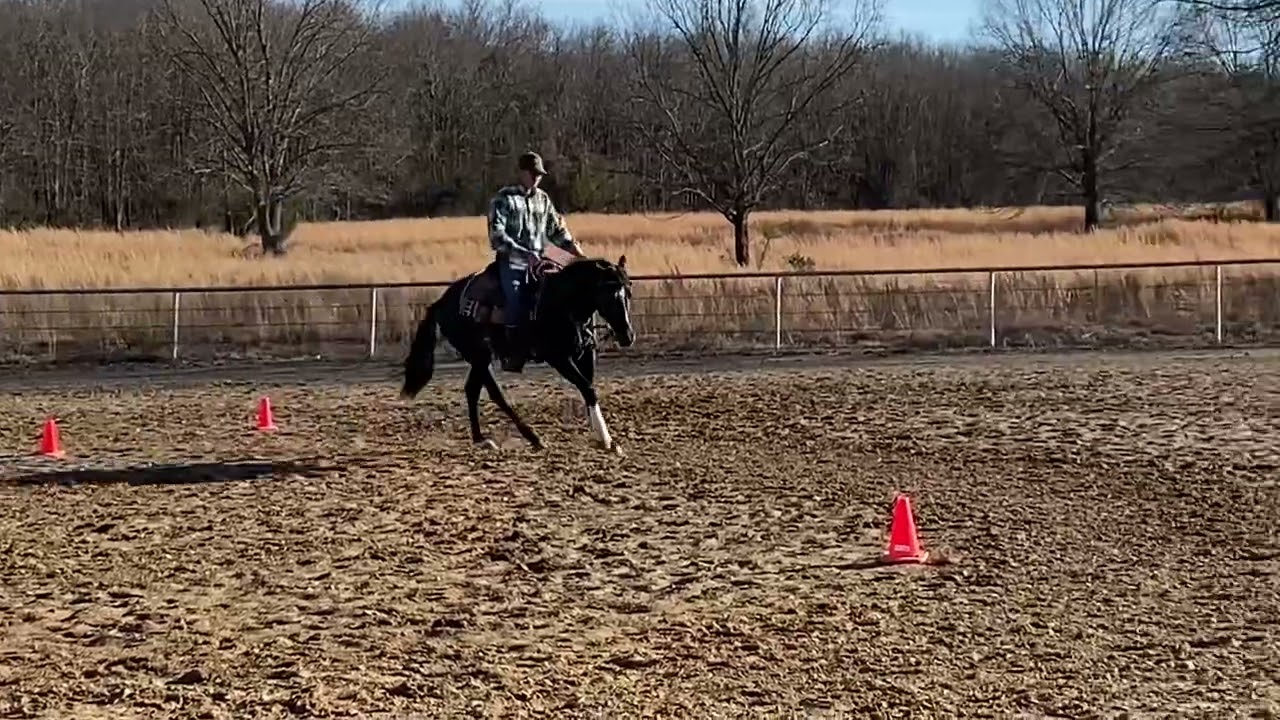 J5 Equine Splint Boots