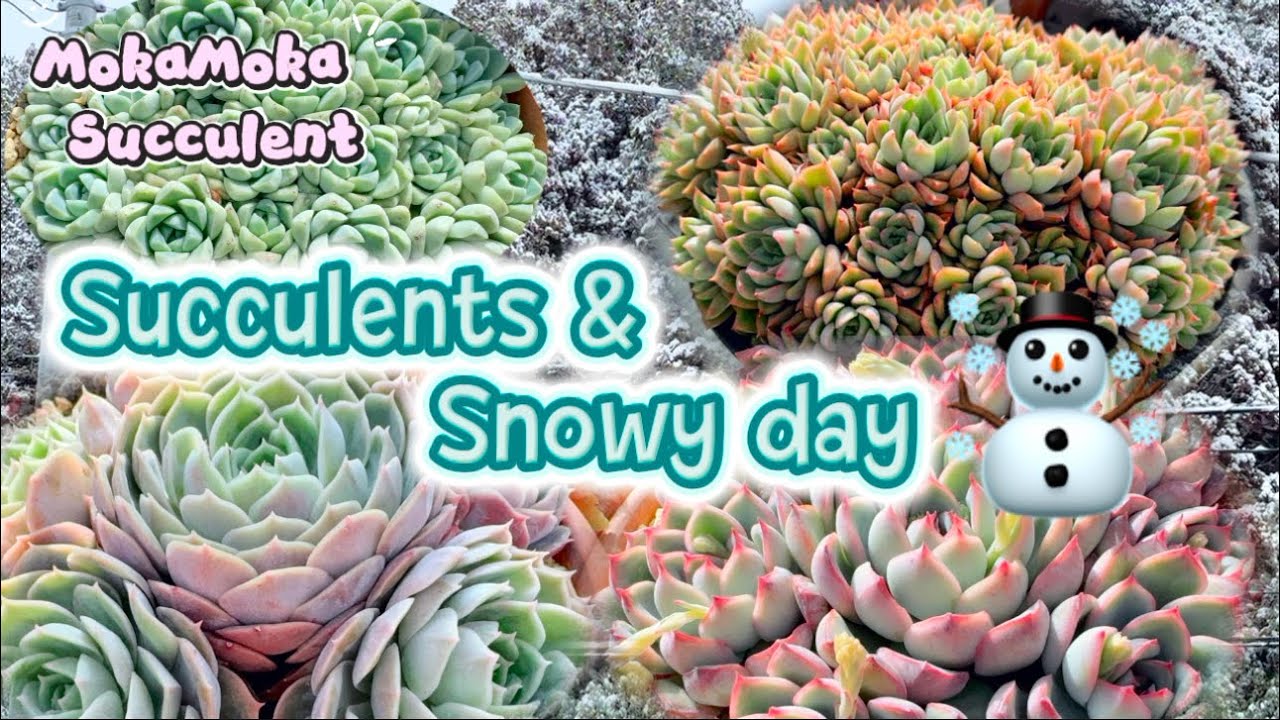 【Winter Update】  Succulents and Snowy day☃️