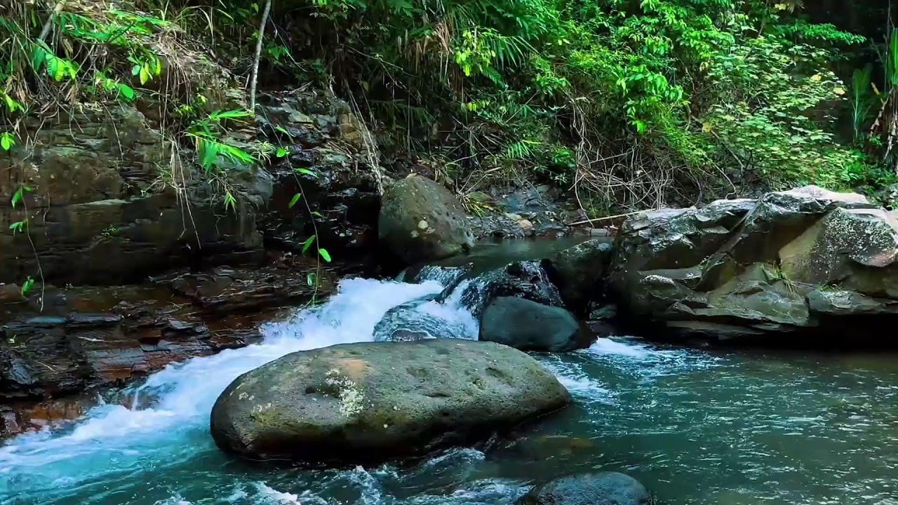 Relaxing Forest River Stream | Deep Sleep Water Sound Ambience