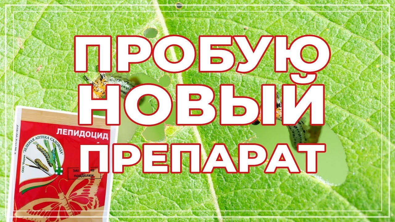 Лепидоцид. Препарат от гусениц. Обзор, инструкция по применению, результат.