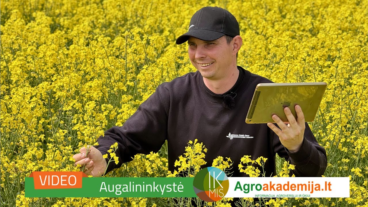 IKMIS 2025: agronomo patarimai 22 metų savaitę