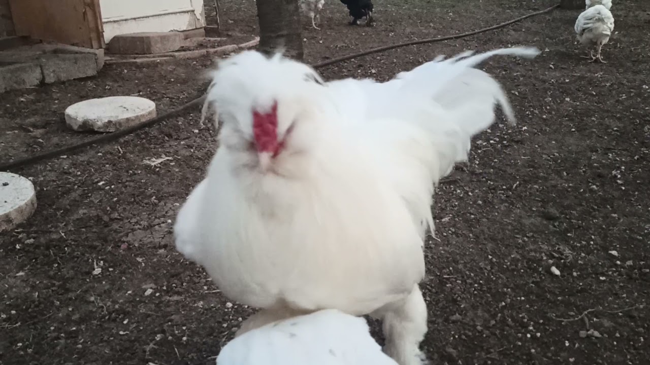 Kümese yeni tavuk aldım ortalık karıştı (sabah kümes )