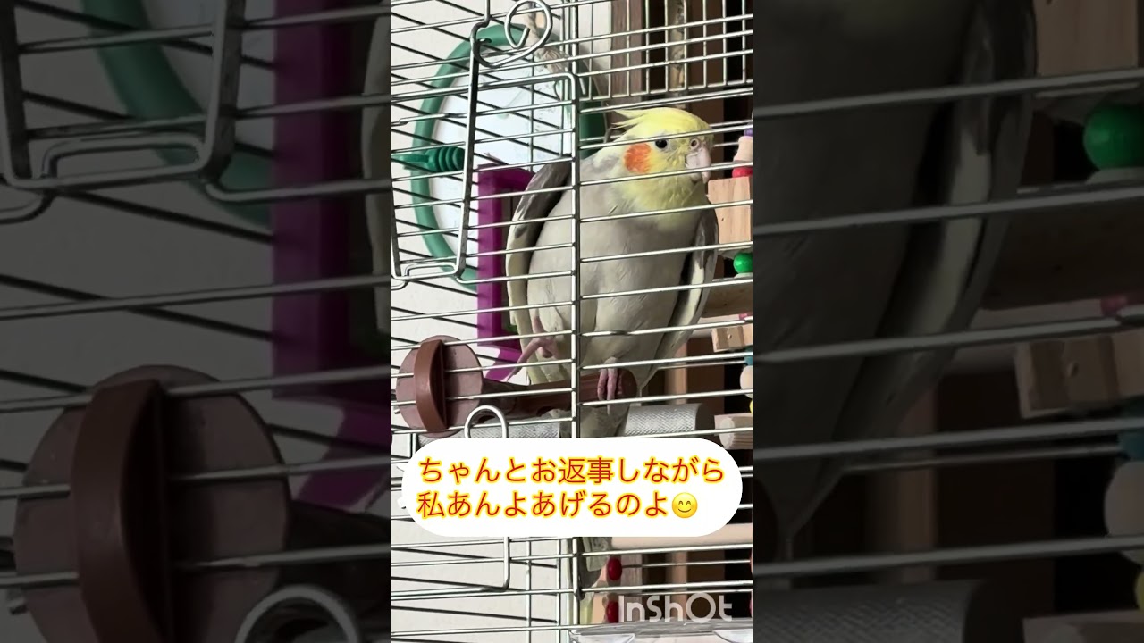 ぴっぴの可愛さ #オカメインコ #元気になる動画 #癒し #インコ #かわいい #cockatiel