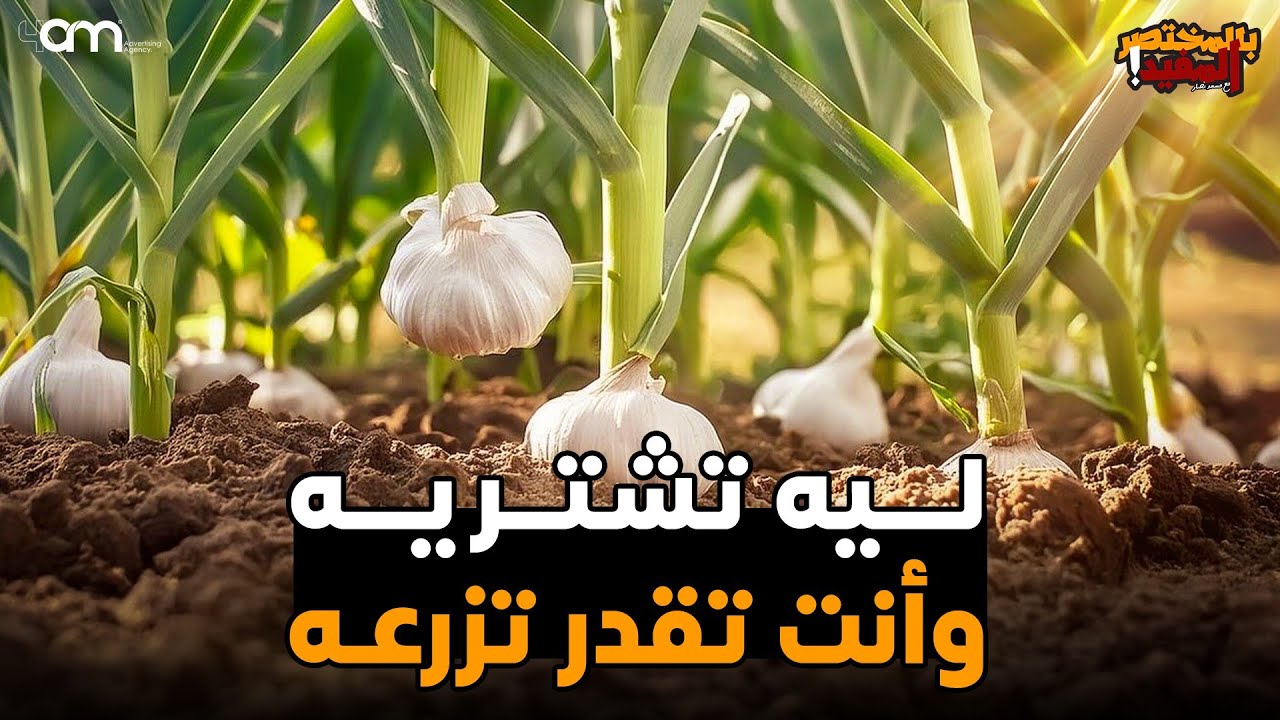 زراعة الثوم في المنزل خطوة بخطوة حتى الحصاد