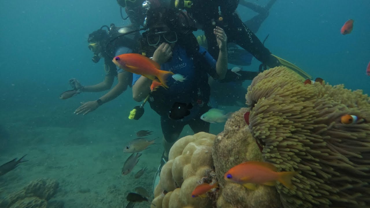 Into the Blue: Scuba Diving at Havelock (Swaraj Dweep) | Andaman and Nicobar Islands