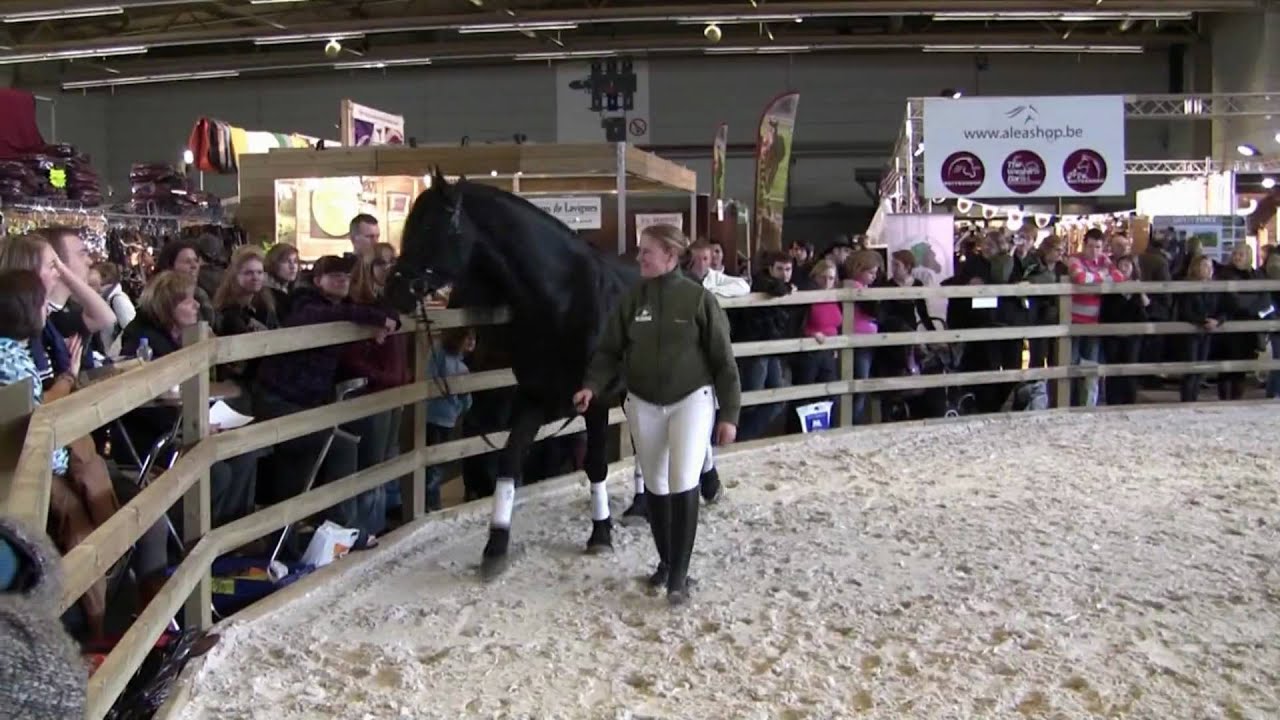 DarkLaes - Flanders Horse Expo 2010