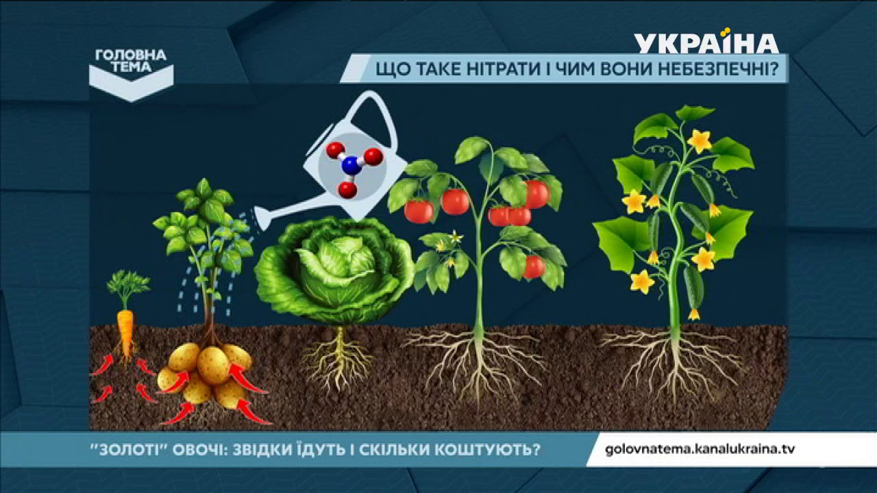На скільки шкідливі нітрати | Головна тема