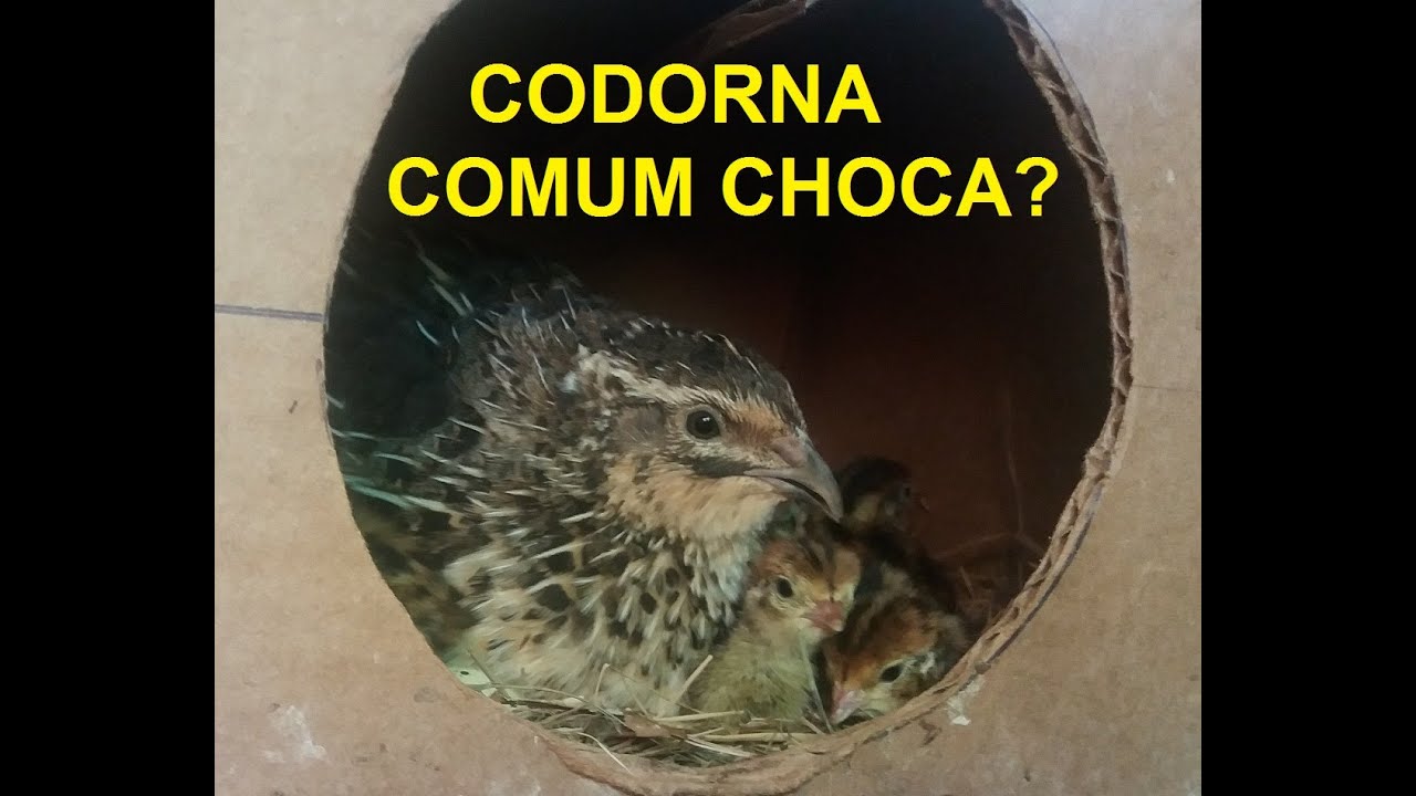 Codorna Comum Choca? Garanto que sim!!