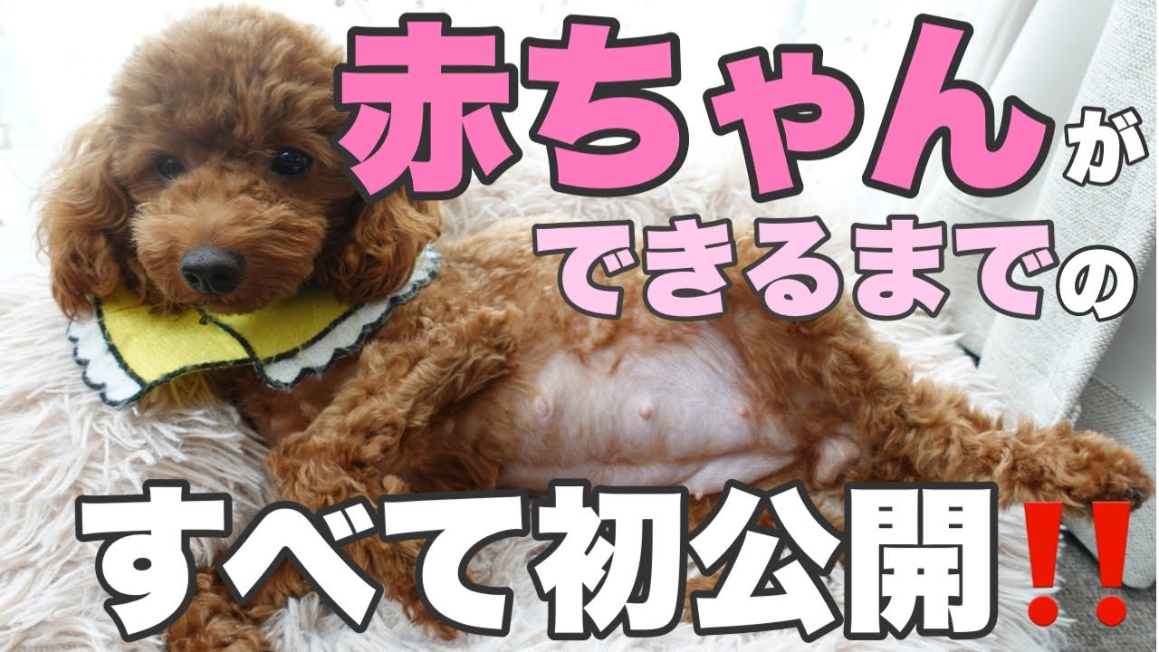 【初公開犬交配動画】妊娠しました‼ヒートから交配ー妊娠中のお腹！子犬は何匹⁉︎初公開します！