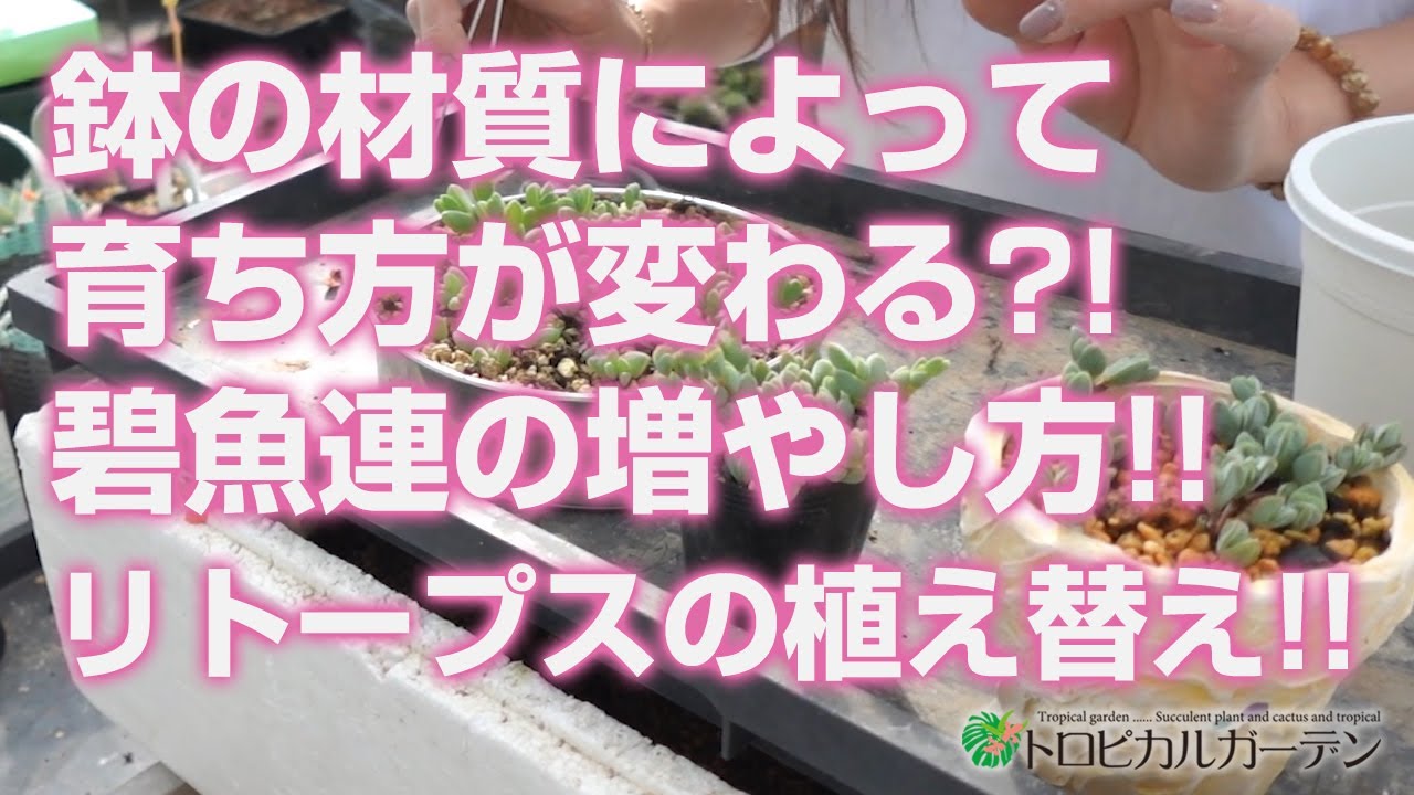 2024.03.02【多肉植物】鉢の材質によって育ち方が変わる?!碧魚連の増やし方!!リトープスの植え替え!!【succulent】トロピカルガーデン