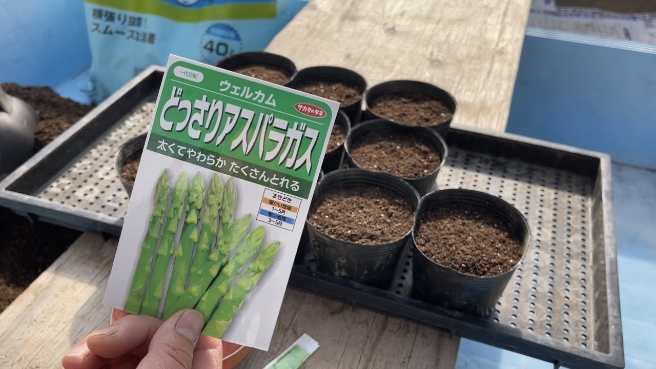 アスパラガスの育て方・太いアスパラを育てる大切な種のまき方　22/1/21