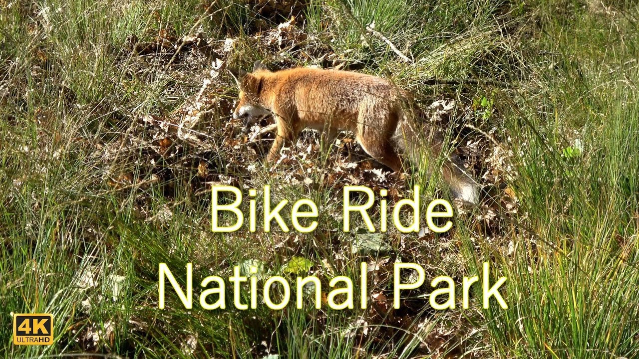 Bike ride National Park De Hoge Veluwe 4K (Ultra HD)