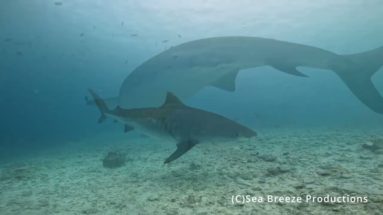 Tiger Shark, Fuvahmulah Maldives