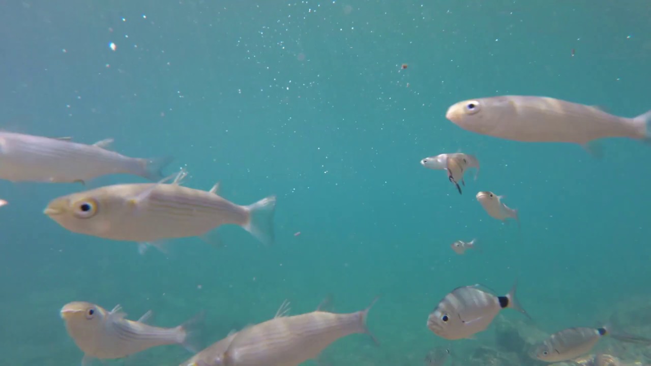 Croatia Underwater, Mljet