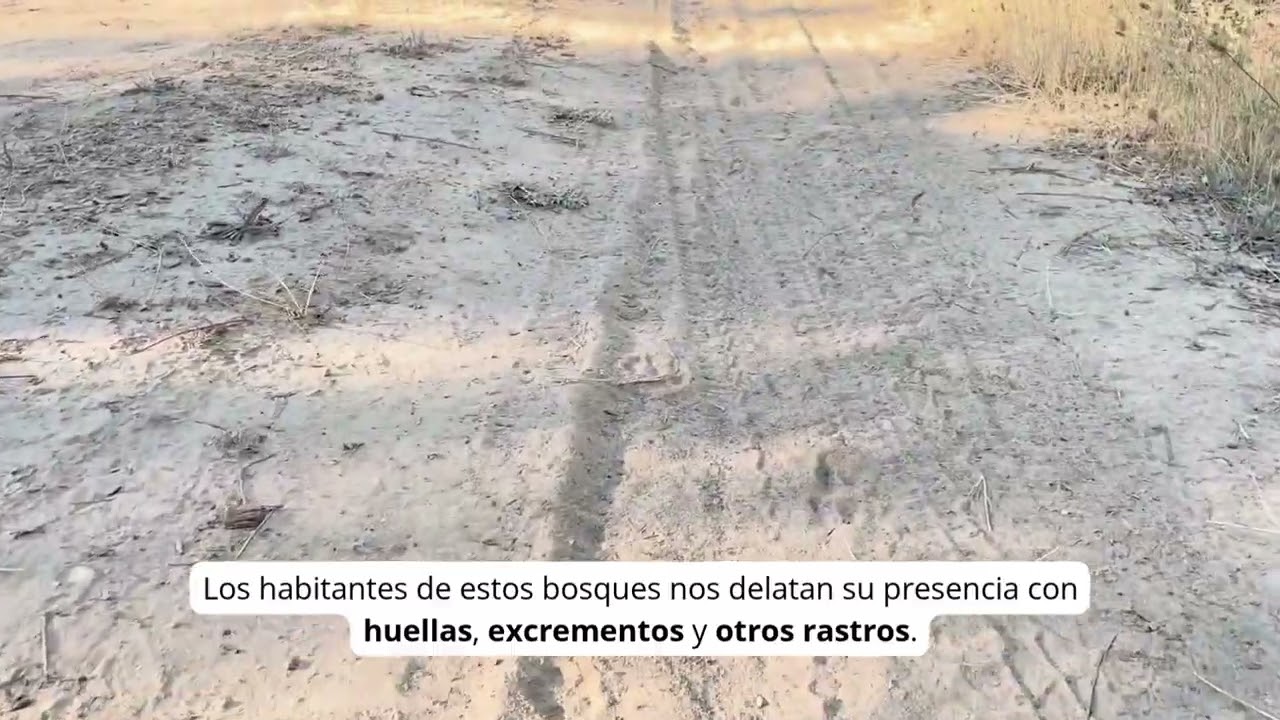 Entre quejigos, pinos y lagunas: paisajes vivos de la Dehesa Boyal de Alcantud