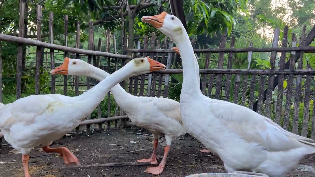 Goose hungry