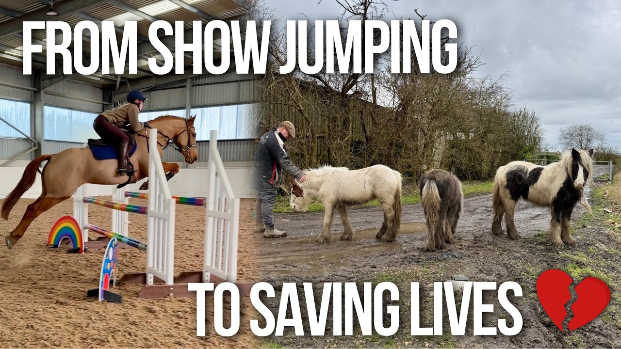 We’ve Gained 3 Horses!!! Show Jumping Turns into a Rescue Mission